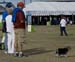 Heart Walk 2008 (175)