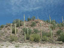 Pleasantcacti.jpg (515432 bytes)