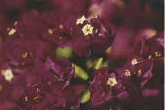 Purple_flowerw.jpg (104574 bytes)