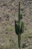 Saguaro_Blos_1.jpg (827593 bytes)