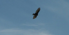 buzzard1.jpg (10025 bytes)