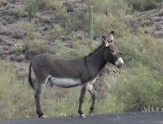 b22.jpg (81355 bytes)