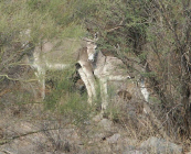 b6.jpg (74499 bytes)